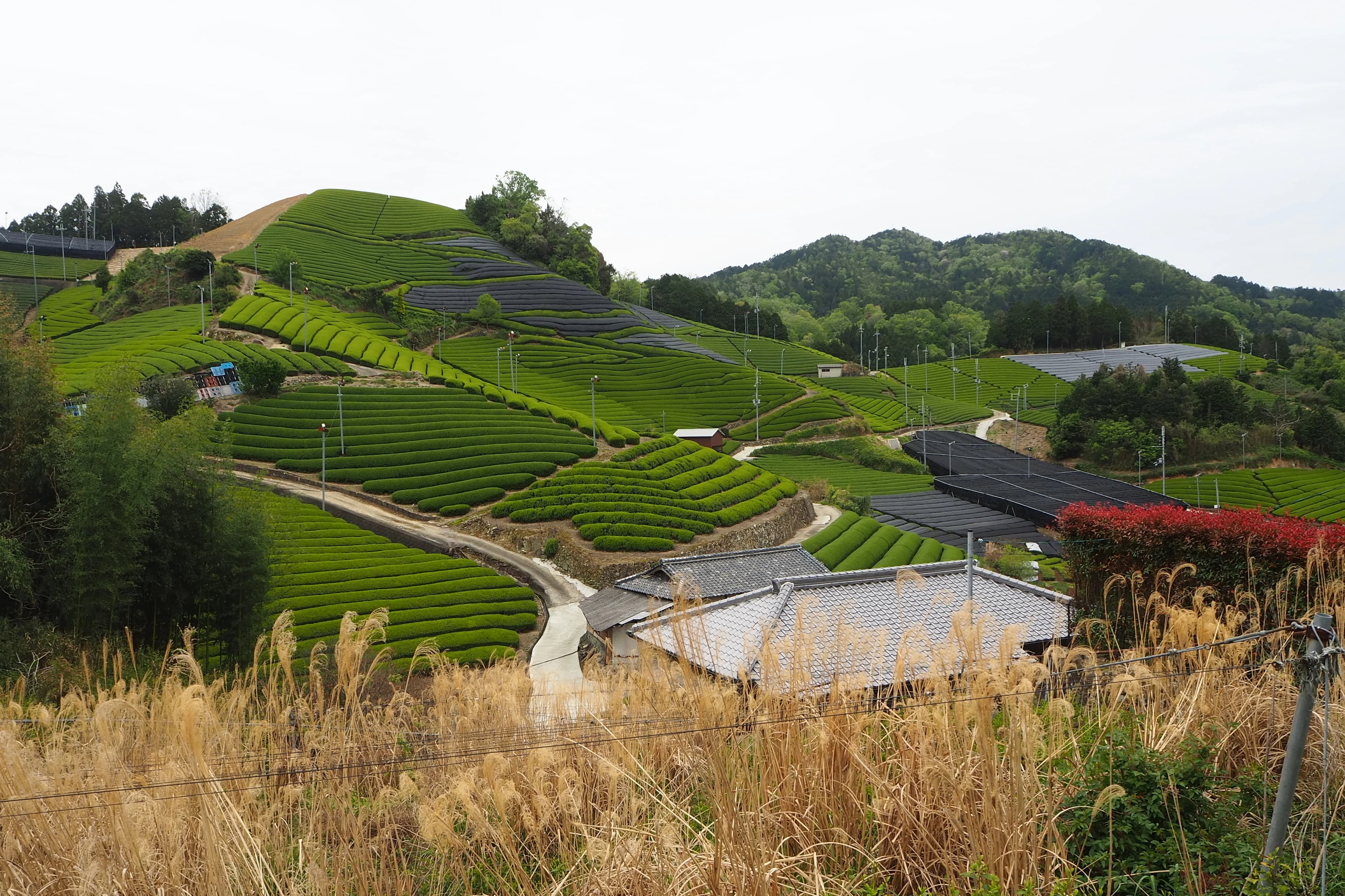 京都和束山坡上连绵的茶园。